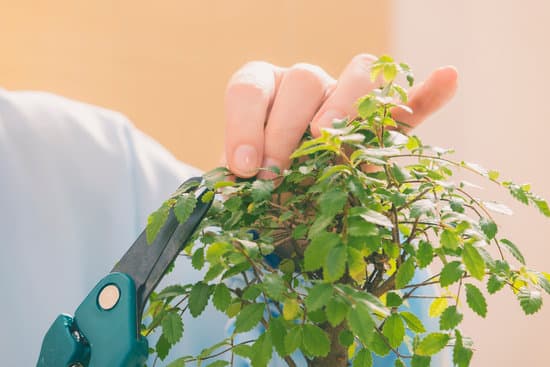 bomboniere bonsai solidali
