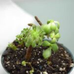 Utilizza esercizi di rinforzo per irrobustire il tronco del bonsai