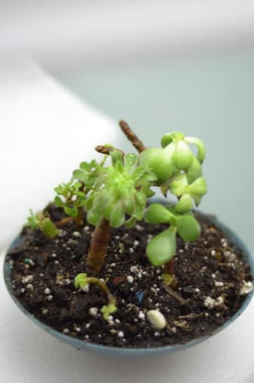 Come Si Irrobustisce Il Tronco Del Bonsai 1 Utilizza esercizi di rinforzo per irrobustire il tronco del bonsai