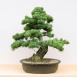 Come Fare Un Bonsai Da Seme Guida dettagliata su come fare un bonsai da seme