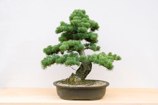 Come Fare Un Bonsai Da Seme 1 Guida dettagliata su come fare un bonsai da seme