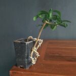 Come Applicare Filo Bonsai Abbassare Rami Utilizzare tecniche di potatura per applicare il filo e abbassare i rami del bonsai