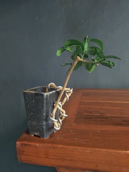 Utilizzare tecniche di potatura per applicare il filo e abbassare i rami del bonsai