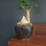 Come Innaffiare Un Bonsai Olmo Utilizza un annaffiatoio a becco lungo per inaffiare un bonsai olmo attentamente