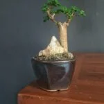 Utilizza un annaffiatoio a becco lungo per inaffiare un bonsai olmo attentamente