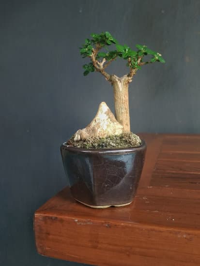 Come Innaffiare Un Bonsai Olmo 1 Utilizza un annaffiatoio a becco lungo per inaffiare un bonsai olmo attentamente