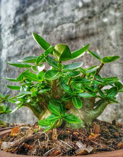 Come Potare Le Foglie Per Bonsai 1 Utilizzare forbici appositamente per potare le foglie dei bonsai