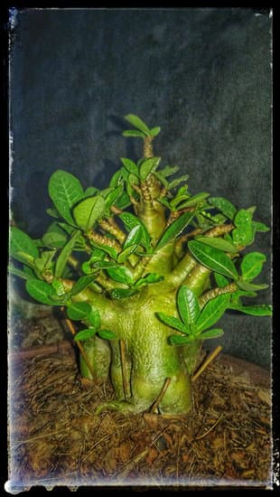 Quando Rinvasare Il Bonsai Ginseng 1 Quando rinvasare il bonsai ginseng: consigli per il momento perfetto di rinvaso