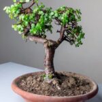 Segreti su come fare ingrossare il tronco di un bonsai