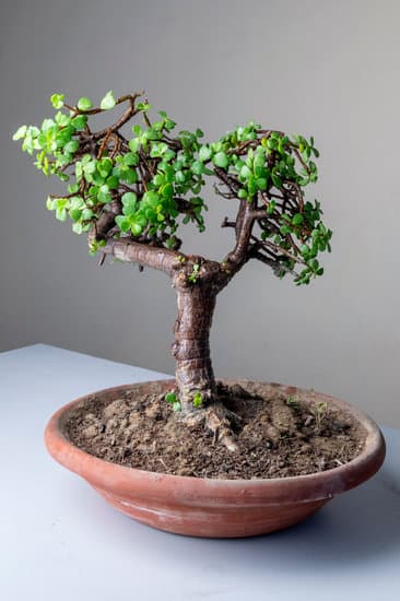 Come Fare Ingrossare Il Tronco Di Un Bonsai 1 Segreti su come fare ingrossare il tronco di un bonsai