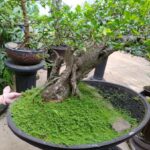 PerchE' Il Bonsai Perde Le Foglie Scopri PERCHE' IL BONSAI PERDE LE FOGLIE e come prevenirlo con cure adeguate