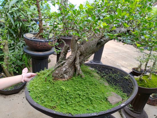 PerchE' Il Bonsai Perde Le Foglie 1 Scopri PERCHE' IL BONSAI PERDE LE FOGLIE e come prevenirlo con cure adeguate