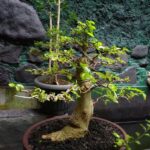 Come Si Crea Un Bonsai Di Ulivo Guida paso-paso su come si crea un bonsai di ulivo