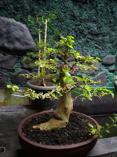 Come Si Crea Un Bonsai Di Ulivo 1 Guida paso-paso su come si crea un bonsai di ulivo