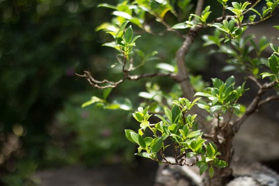 Come Si Chiamano Le Decorzioni Dei Bonsai 1 Scopri come si chiamano le decorazioni dei bonsai per un tocco unico e personale