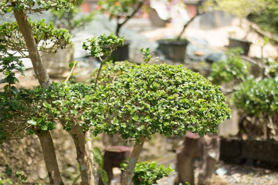 Scopri come piantare semi Bonsai e coltivare al meglio le tue piccole piante