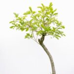 Quando Potatura Dei Bonsai Scopri l'arte della potatura dei bonsai e impara quando potare per garantire la salute delle tue piante