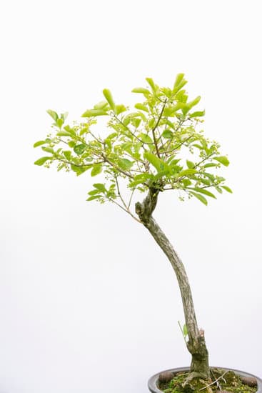 Quando Potatura Dei Bonsai 1 Scopri l'arte della potatura dei bonsai e impara quando potare per garantire la salute delle tue piante