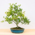 Bonsai Come Curarli Bonsai: consigli per curarli adeguatamente e mantenerli in salute
