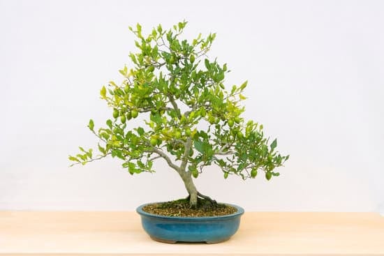 Bonsai Come Curarli 1 Bonsai: consigli per curarli adeguatamente e mantenerli in salute