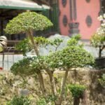 Come Tagliare Albero Di Ulivio Per Diventare Bonsai Tagliare albero di ulivo per bonsai: procedura, strumenti, cure