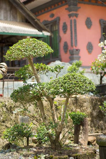 Come Tagliare Albero Di Ulivio Per Diventare Bonsai 1 Tagliare albero di ulivo per bonsai: procedura, strumenti, cure