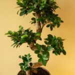 Come Prendere Cura Di Un Bonsai Segui specifiche per COME PRENDERE CURA DI UN BONSAI: annaffiatura, potatura e esposizione alla luce