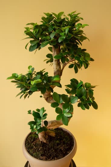 Segui specifiche per COME PRENDERE CURA DI UN BONSAI: annaffiatura, potatura e esposizione alla luce