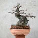 Bomboniere Bonsai Prezzi Bomboniere e bonsai a prezzi convenienti per il tuo evento speciale
