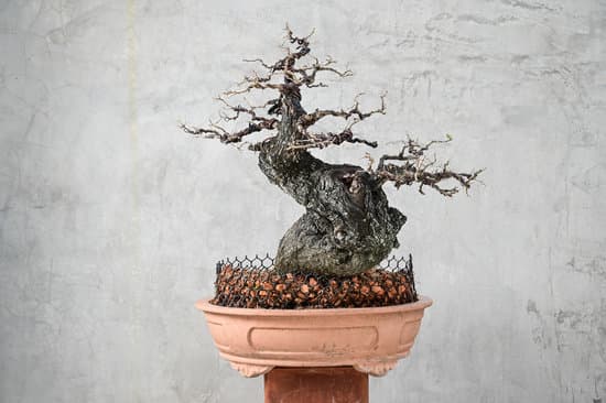 Bomboniere e bonsai a prezzi convenienti per il tuo evento speciale