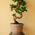 Come coltivare bonsai grandi da interno: guida completa per principianti