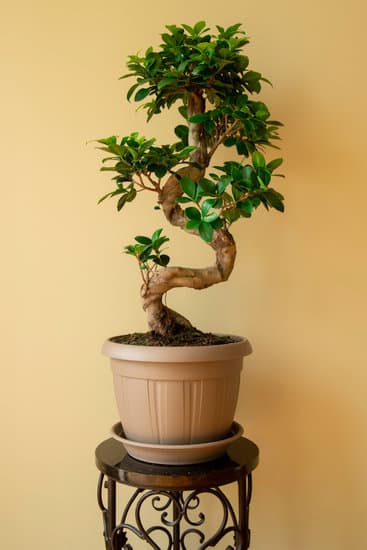 Bonsai Grandi Da Interno 1 Come coltivare bonsai grandi da interno: guida completa per principianti