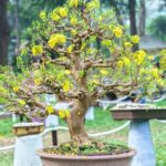 Iodice Bonsai Scopri i segreti del metodo Iodice Bonsai per coltivare al meglio le tue piante