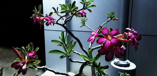 Scopri il meglio del giardinaggio con il nostro NEGOZIO BONSAI online