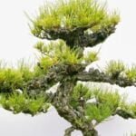 Bonsai Ogni Quanto Si Annaffia Guida completa: Come e quando si annaffia un bonsai ogni quanto si annaffia