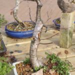 Scopri quanti fogli ha un bonsai: guida completa alla cura