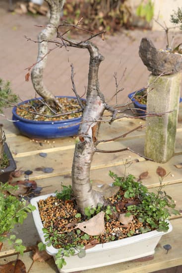 Quanti Fogli Ha Un Bonsai 1 Scopri quanti fogli ha un bonsai: guida completa alla cura