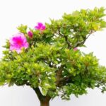 Scopri quando concimare il tuo bonsai di pino mugo per una crescita sana e rigogliosa