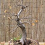 Bonsai Foglie Grandi Come coltivare bonsai con foglie grandi: consigli e tecniche per la cura ottimale