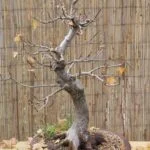 Come coltivare bonsai con foglie grandi: consigli e tecniche per la cura ottimale