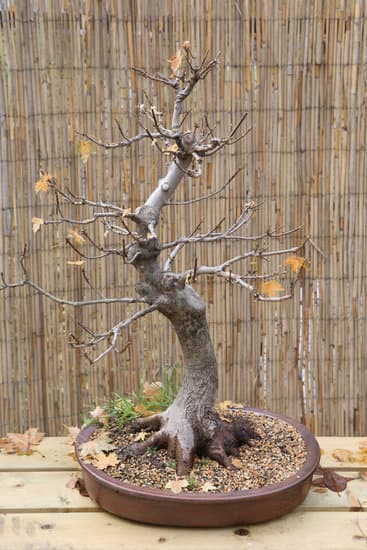 Bonsai Foglie Grandi 19 Come coltivare bonsai con foglie grandi: consigli e tecniche per la cura ottimale