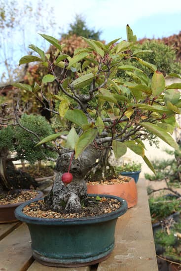 Scopri come curare bonsai di ficus: potatura, concimazione e posizione ideale per la crescita