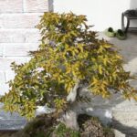 Come Far Germogliare Semi Di Acer Palmatum Bonsai Scopri i segreti su come far germogliare semi di Acer Palmatum Bonsai con facilità e successo