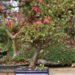 Scopri come travasare un bonsai con questi semplici passaggi e consigli