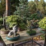 Come Mantenere Bonsai Ginseng Guida pratica su come mantenere bonsai ginseng: consigli, cure e curiosità per un bonsai sano