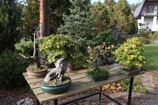 Come Mantenere Bonsai Ginseng 1 Guida pratica su come mantenere bonsai ginseng: consigli, cure e curiosità per un bonsai sano