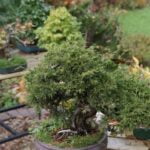 Abete Rosso Bonsai ABETE ROSSO BONSAI: coltiva con cura questo piccolo albero per portare la bellezza naturale dentro casa