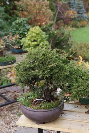 Abete Rosso Bonsai 1 ABETE ROSSO BONSAI: coltiva con cura questo piccolo albero per portare la bellezza naturale dentro casa