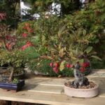 Bonsai Castagno Bonsai castagno: piccola pianta dalle foglie verdi e brillanti, ideale per gli amanti della natura