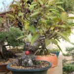 Vasi Per Bonsai Economici Scopri i migliori vasi per bonsai economici per valorizzare al meglio le tue piante